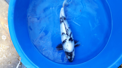Пруд, просто пруд. - 20201024_125522.jpg