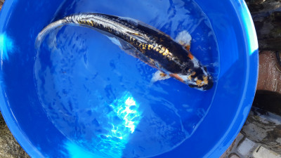 Пруд, просто пруд. - 20201024_124516.jpg