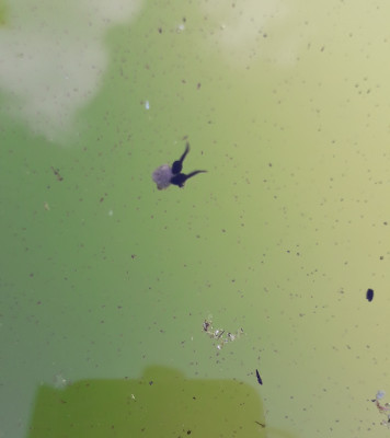 Пруд, просто пруд. - 20210531_154246.jpg
