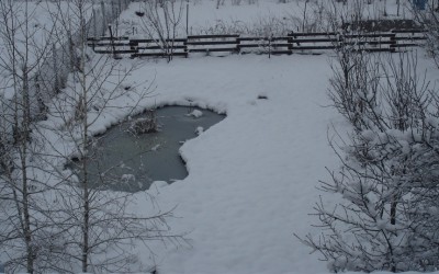 Теперь я тоже прудовод - DSC08510.JPG