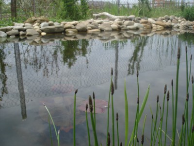 Зацветает болотница - DSC09468.JPG