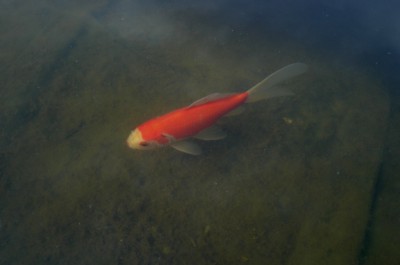 Любимчик по кличке Белая мордочка)) - DSC09991.JPG