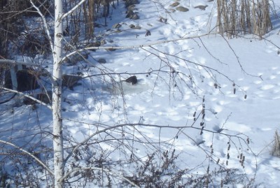 Теперь я тоже прудовод - DSC01071.JPG