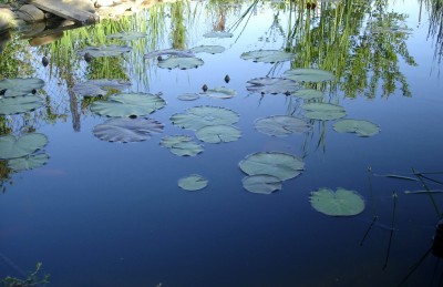 Красотища на подходе))) - DSC01215.JPG