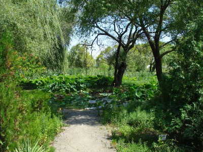 Ботанический сад КубГУ - DSC04403.JPG