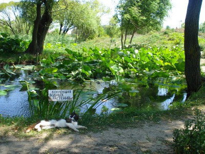 Ботанический сад КубГУ - DSC04404.JPG