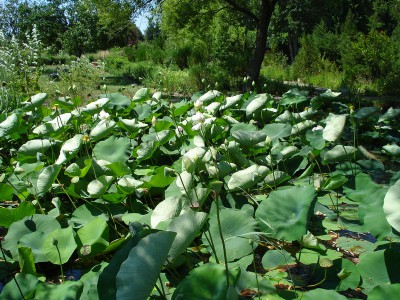 Ботанический сад КубГУ - DSC04409.JPG
