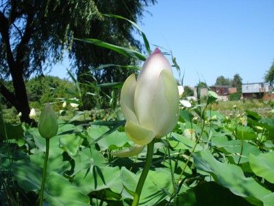 Ботанический сад КубГУ - DSC04410.JPG