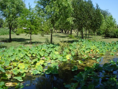 Ботанический сад КубГУ - DSC04420.JPG