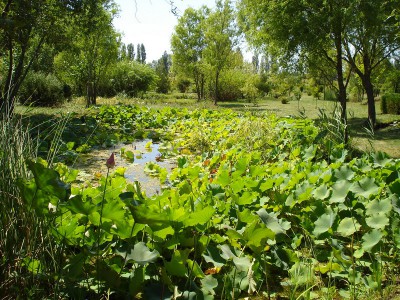 Ботанический сад КубГУ - DSC04430.JPG