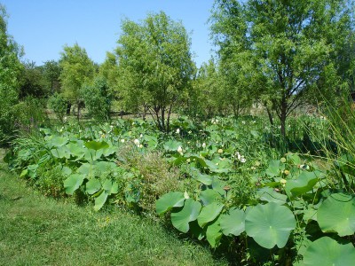 Ботанический сад КубГУ - DSC04433.JPG