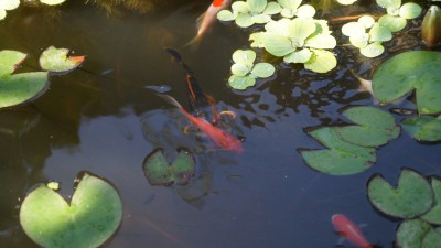 Пруд Журавский - DSC03907.JPG