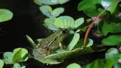 Пруд Журавский - DSC03847.JPG