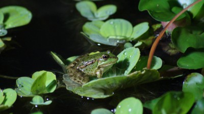 Пруд Журавский - DSC03852.JPG
