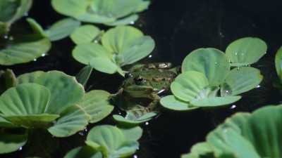 Пруд Журавский - DSC03859.JPG