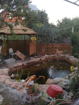 Рыбы (маленькие, красненькие в пруду) - IMG_0159.JPG