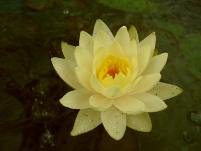 Кувшинки (нимфеи) в ассортименте - DSC05445.JPG