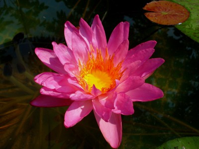 Кувшинки (нимфеи) в ассортименте - DSC05494.JPG