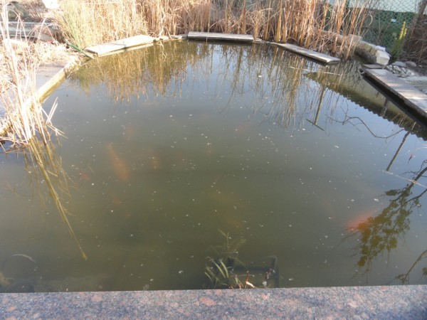 Мой первый пруд - DSC00461.JPG