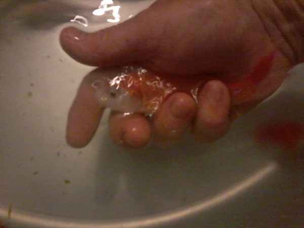 Пруд для Кои (Новороссийск) - 20140711_213818.jpg