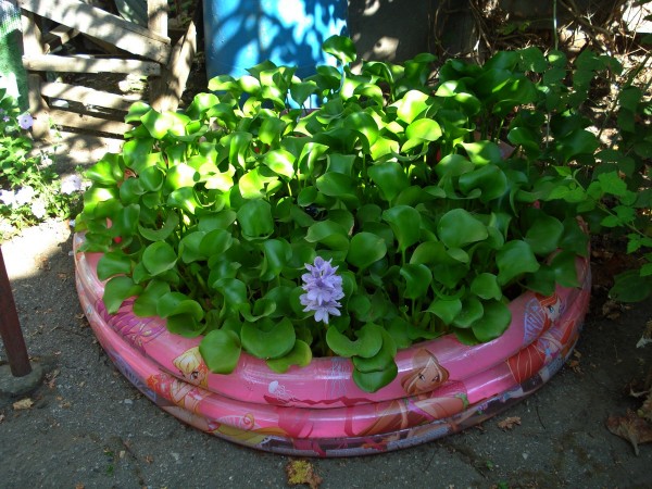 Растения для пруда(не нимфеи) - DSC07054.JPG